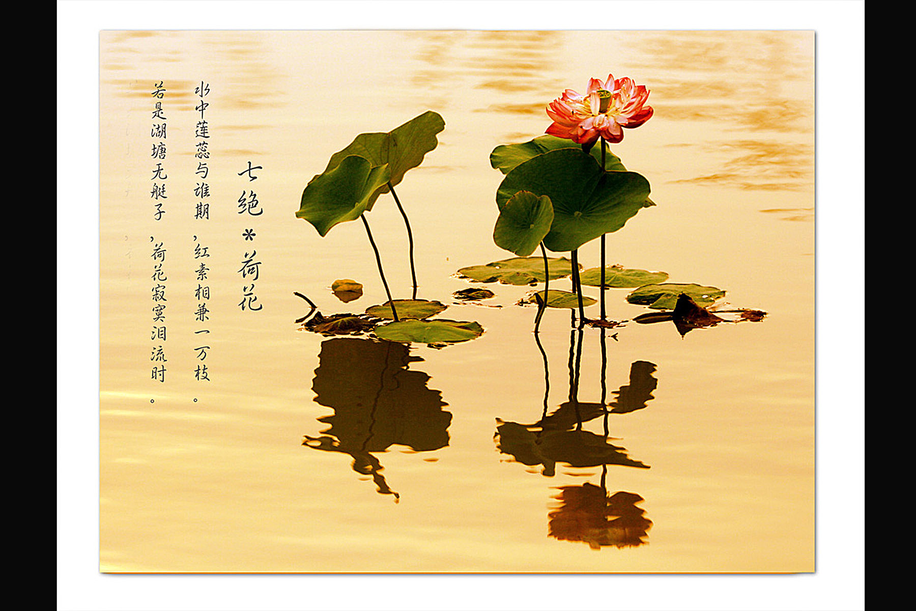 [推荐]天雨佳作－濮上园拍荷２