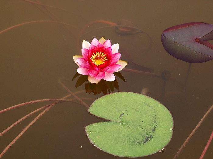 [原创] 9月16日濮上园荷花池偶得