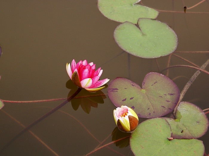[原创] 9月16日濮上园荷花池偶得