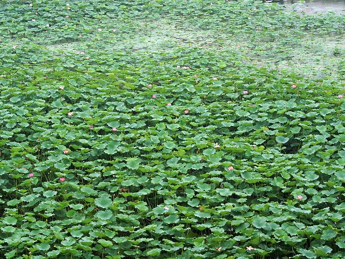 [原创] 荷花9月2日渠村大坝荷花池