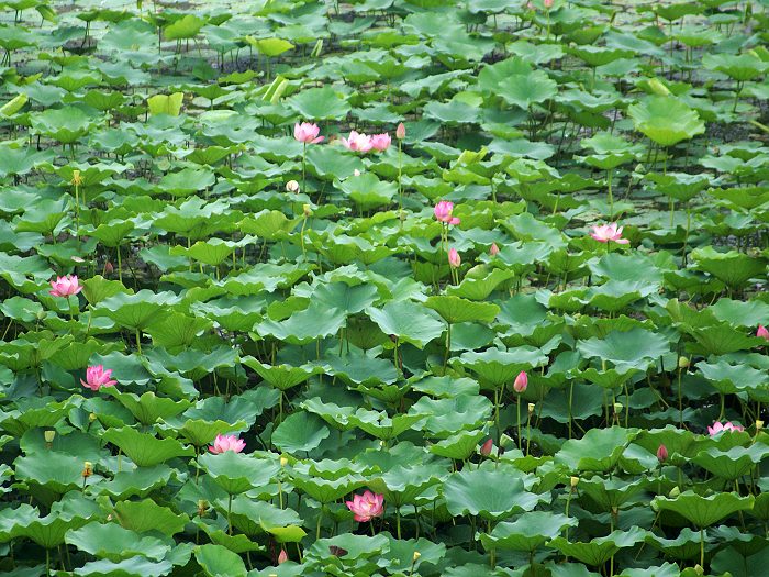 [原创] 荷花9月2日渠村大坝荷花池