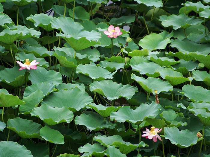 [原创] 荷花9月2日渠村大坝荷花池