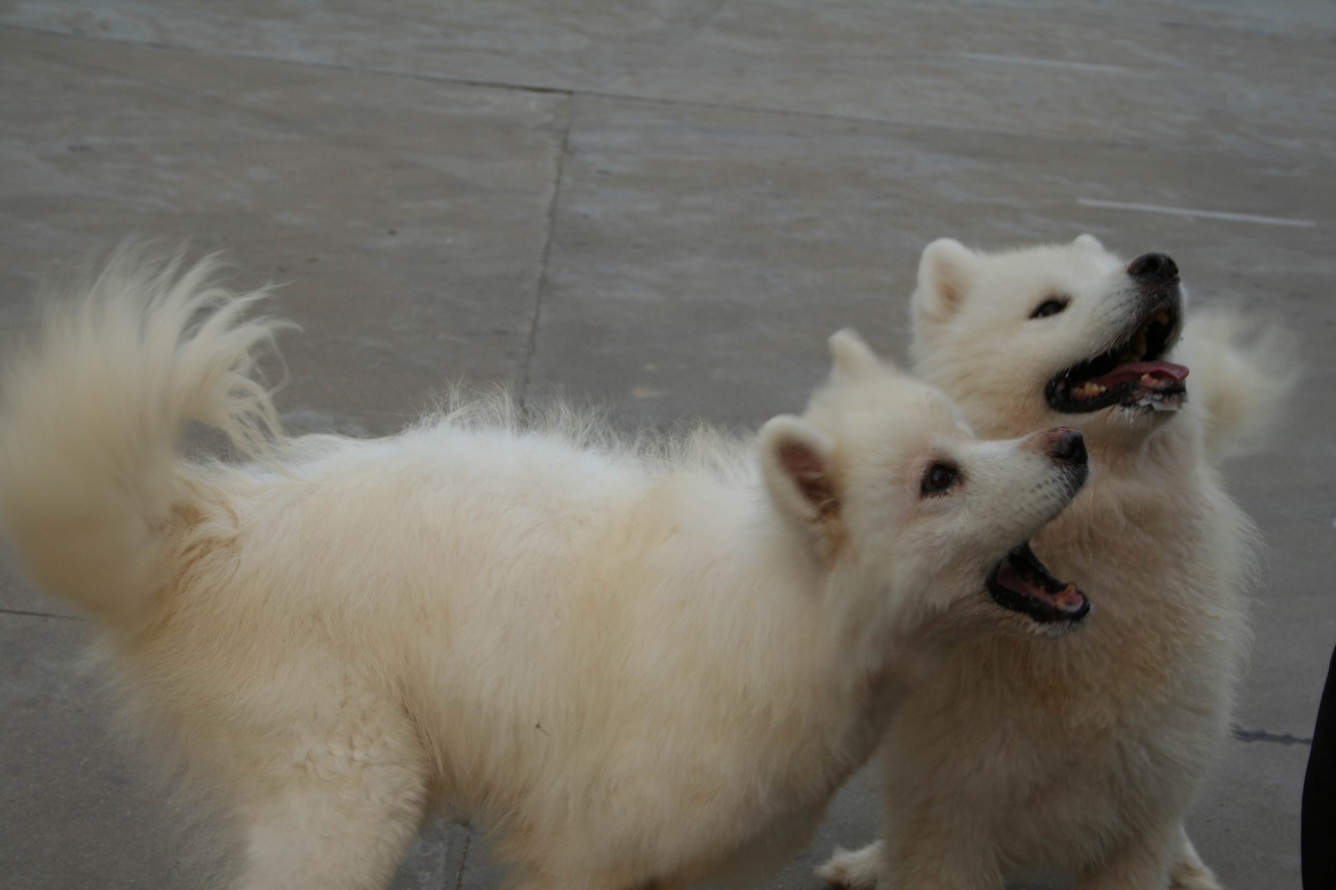 宠物..狗狗