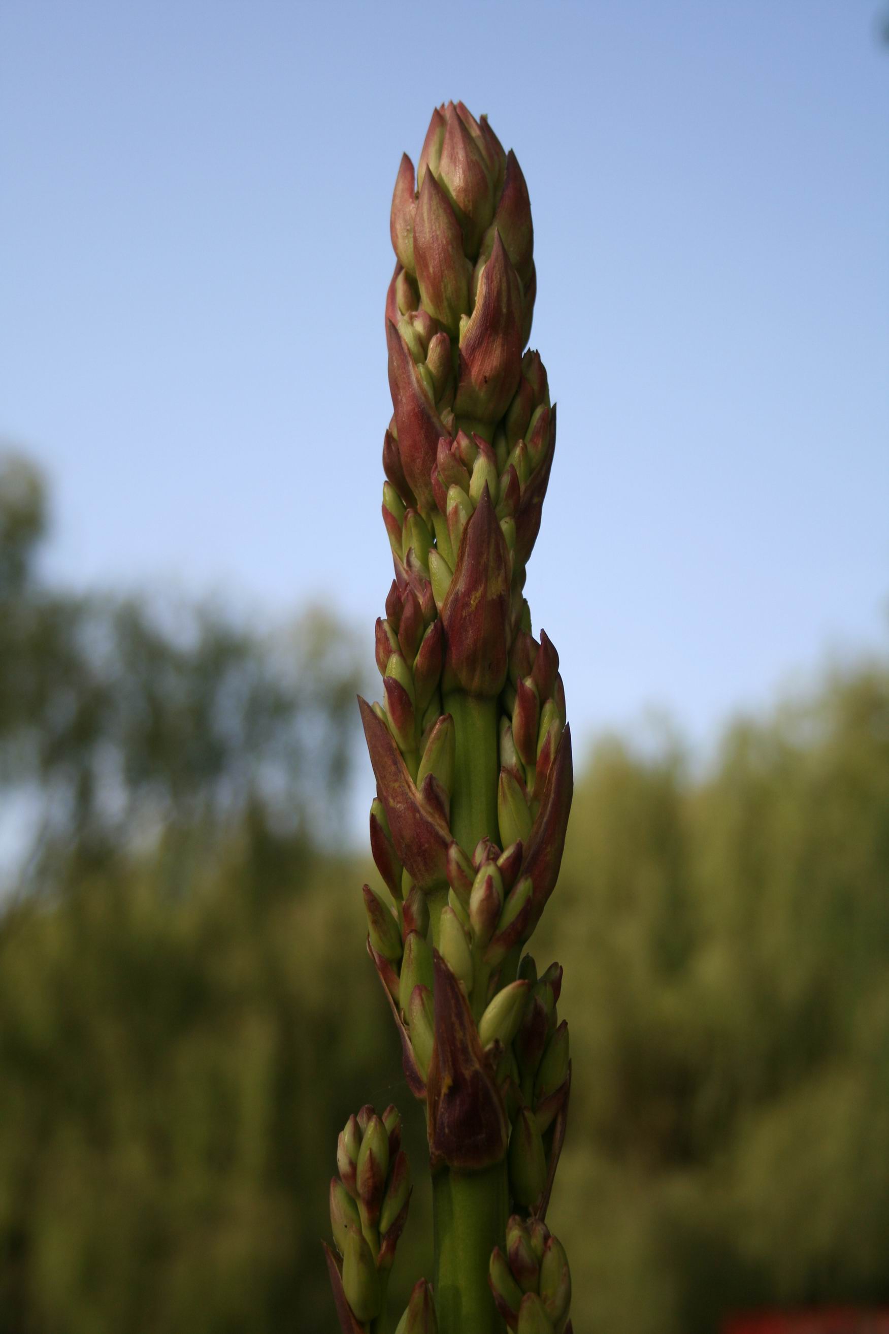 果?花?