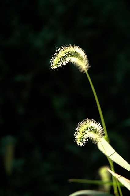 [原创] 我给草儿留个影～