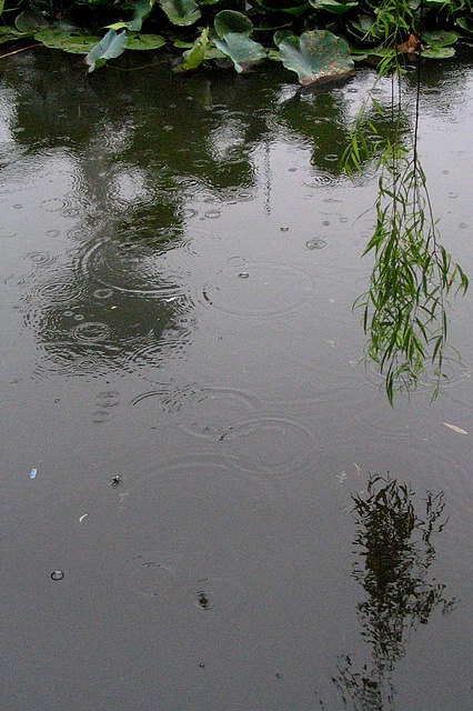[原创] 萧萧风雨声，相思风雨中！