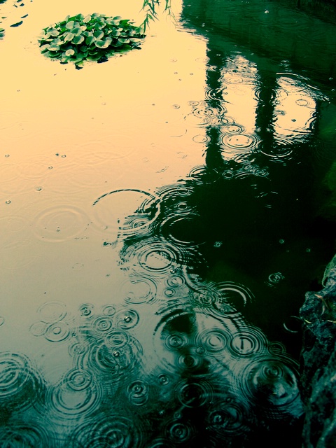[原创] 萧萧风雨声，相思风雨中！