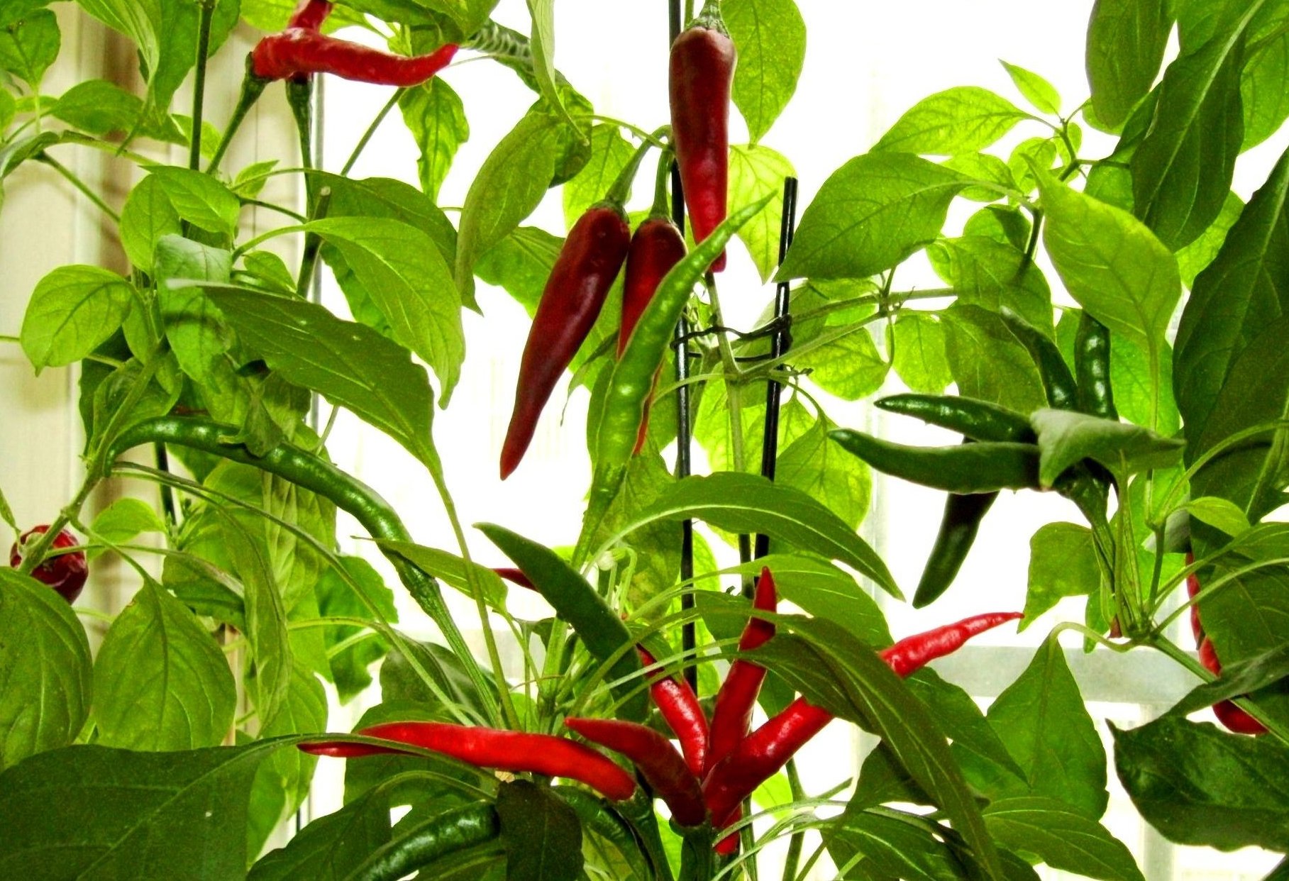 窗花