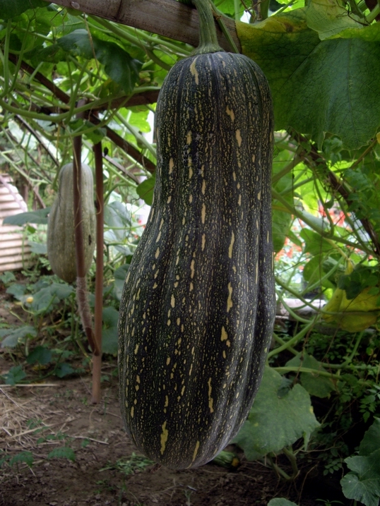 农家小院