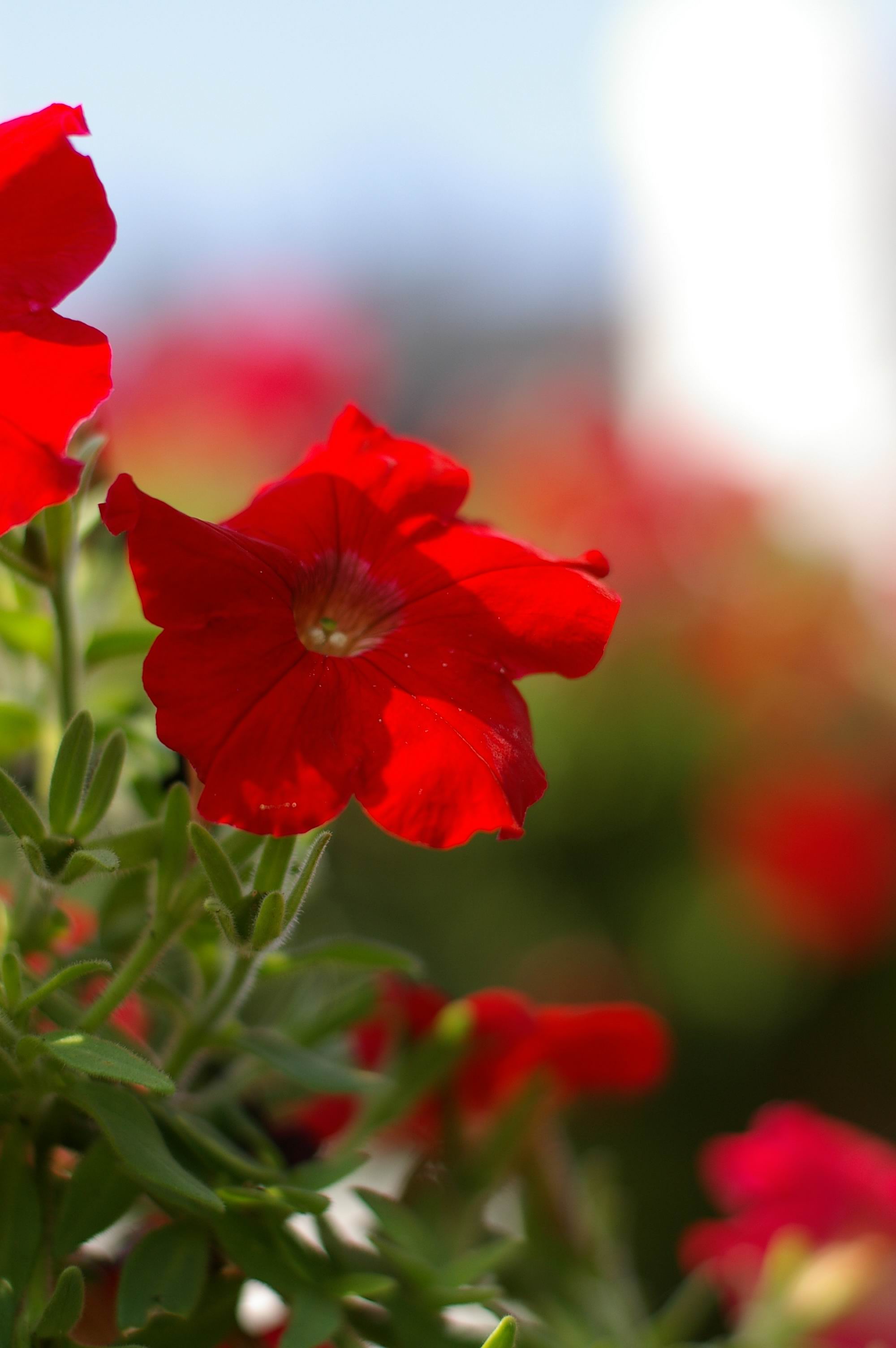 花-pentax
