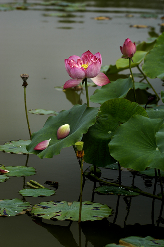 [原创]秋天里的荷花