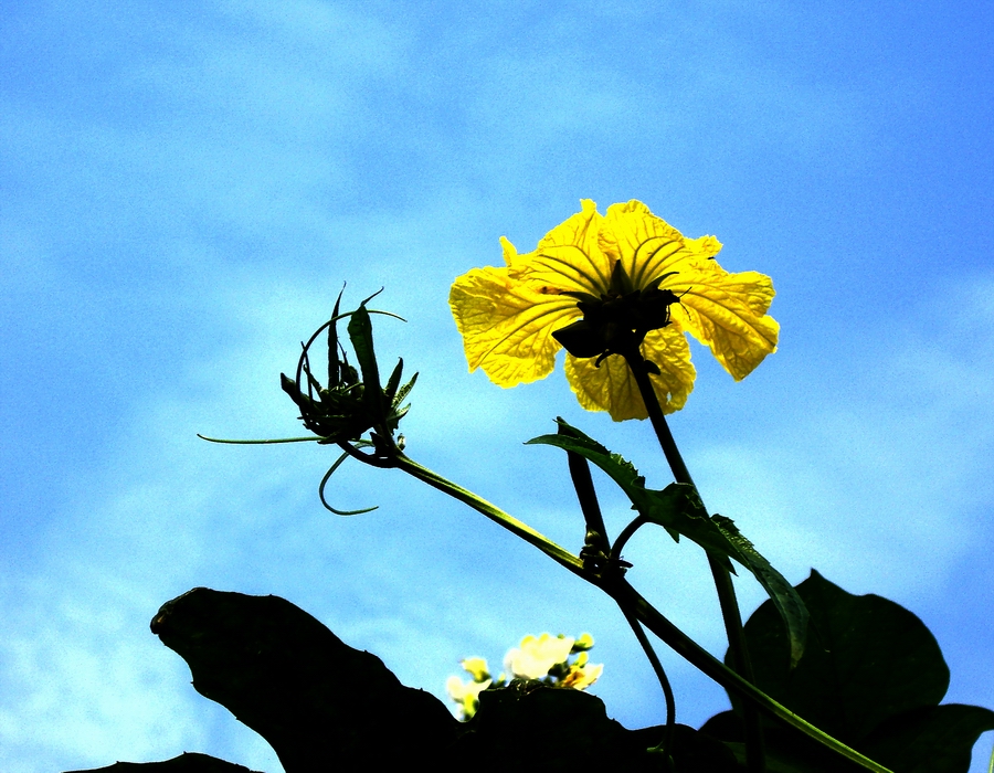 丝瓜花
