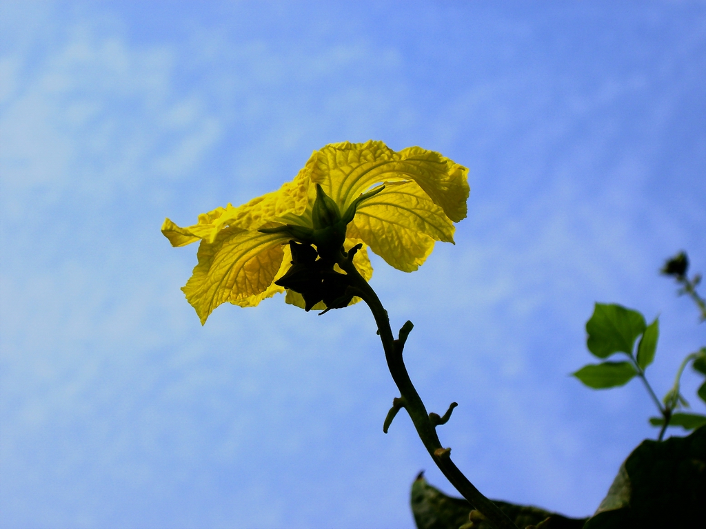 丝瓜花