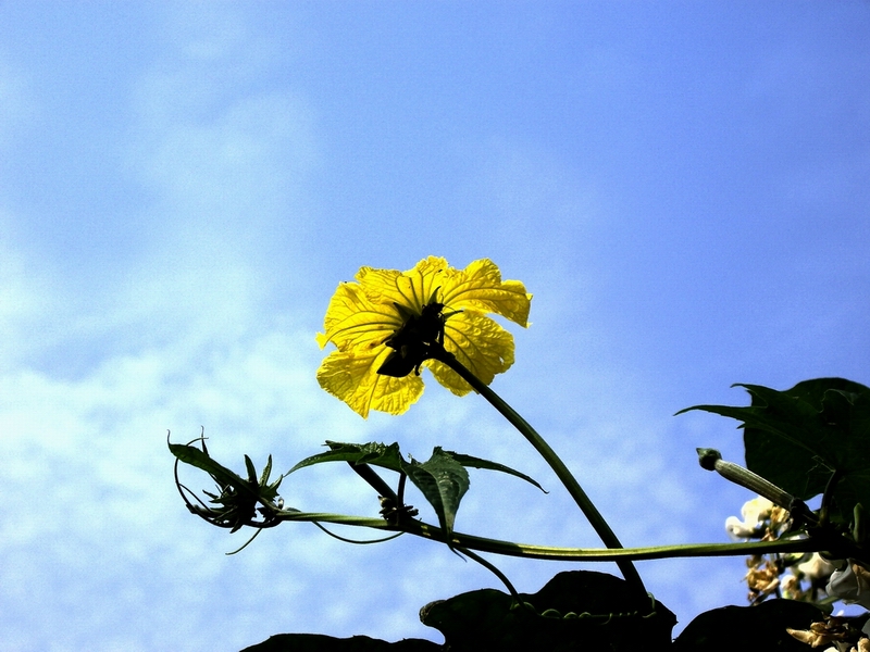 丝瓜花