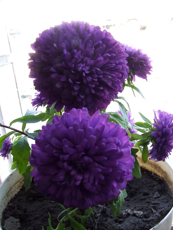 金色草原上的花香果甜