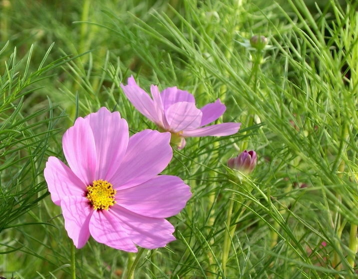 草花