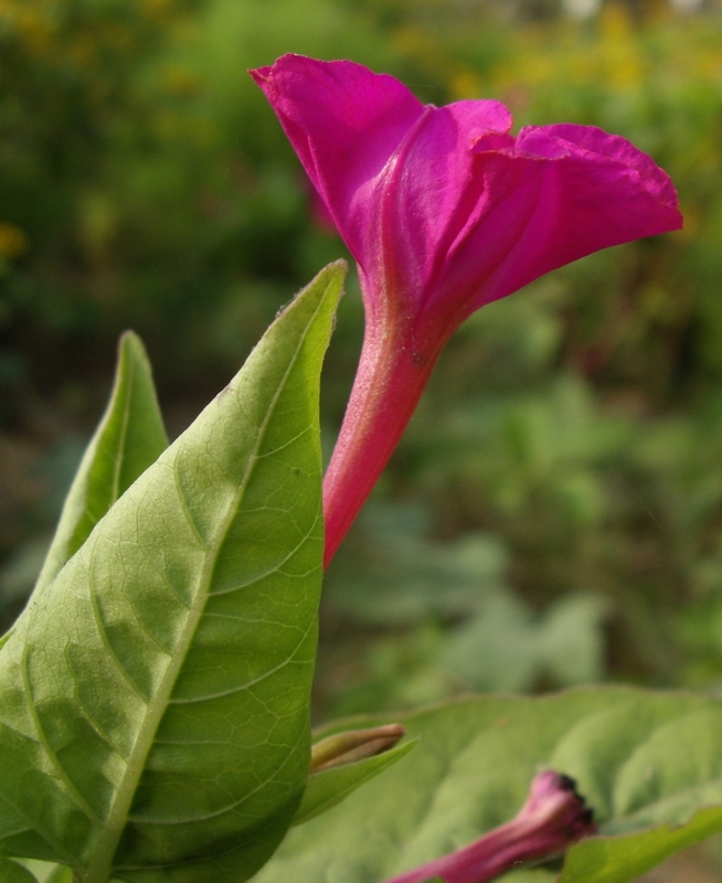草花