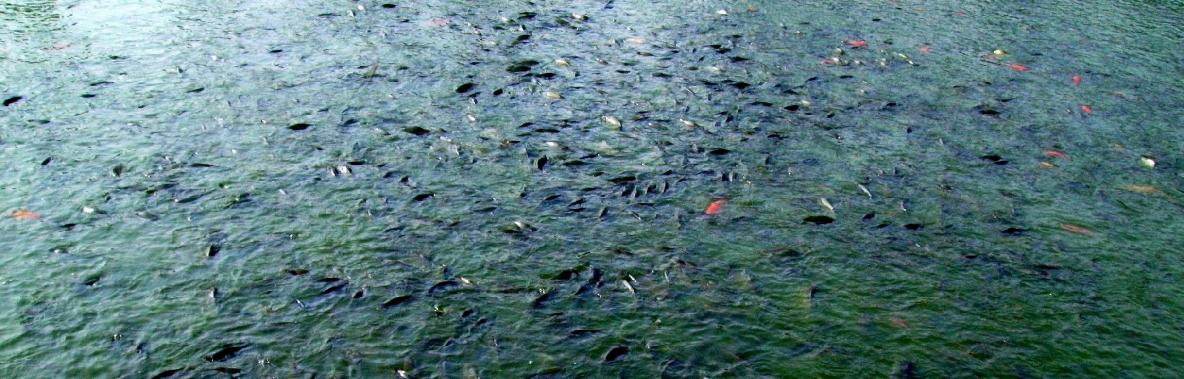 水面涌动