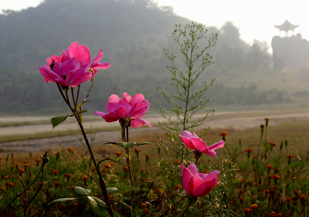 草花