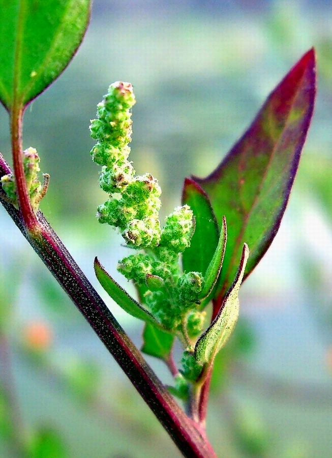 灰灰菜