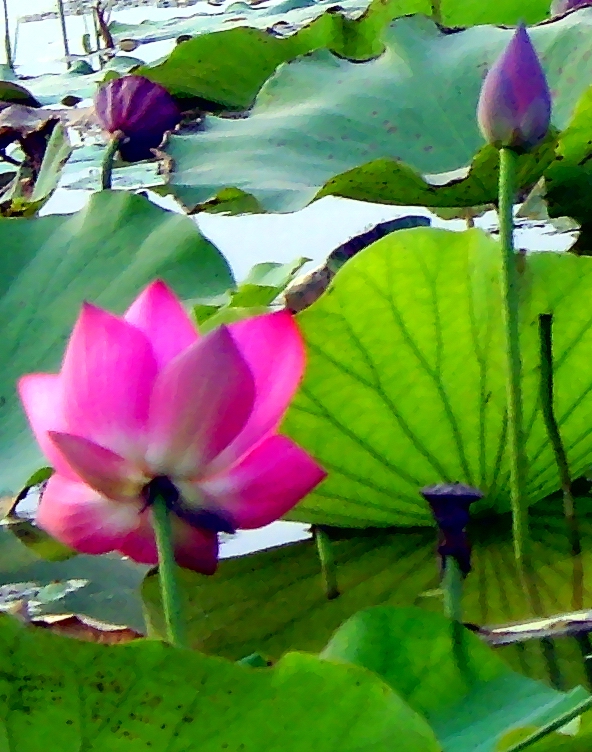 濮上尾荷