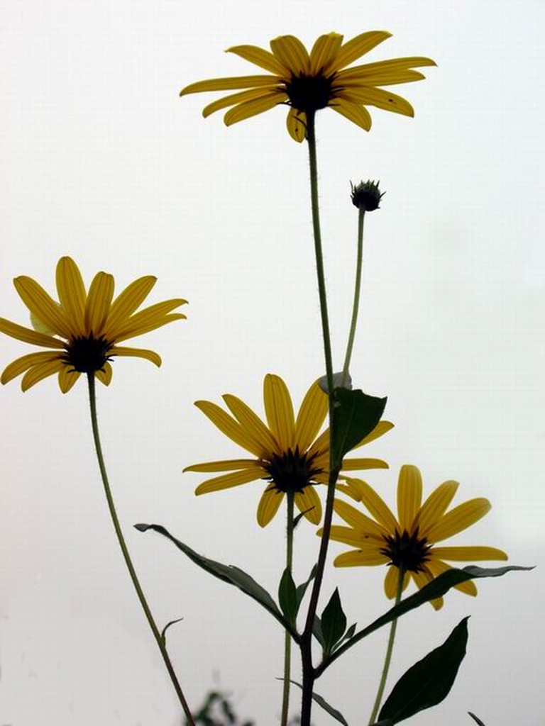 洋姜花
