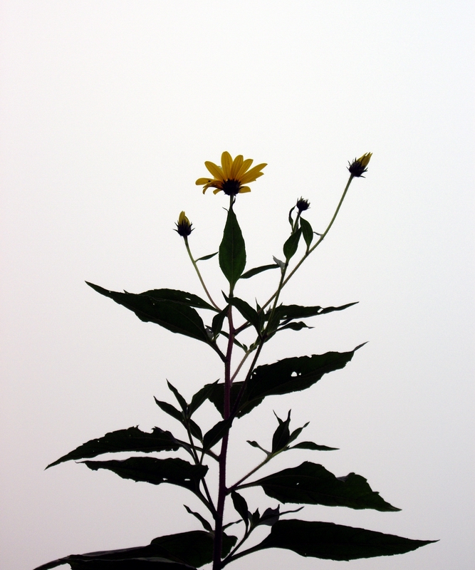 洋姜花系列3