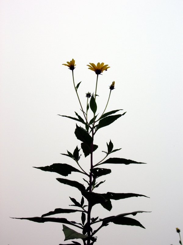 洋姜花系列4