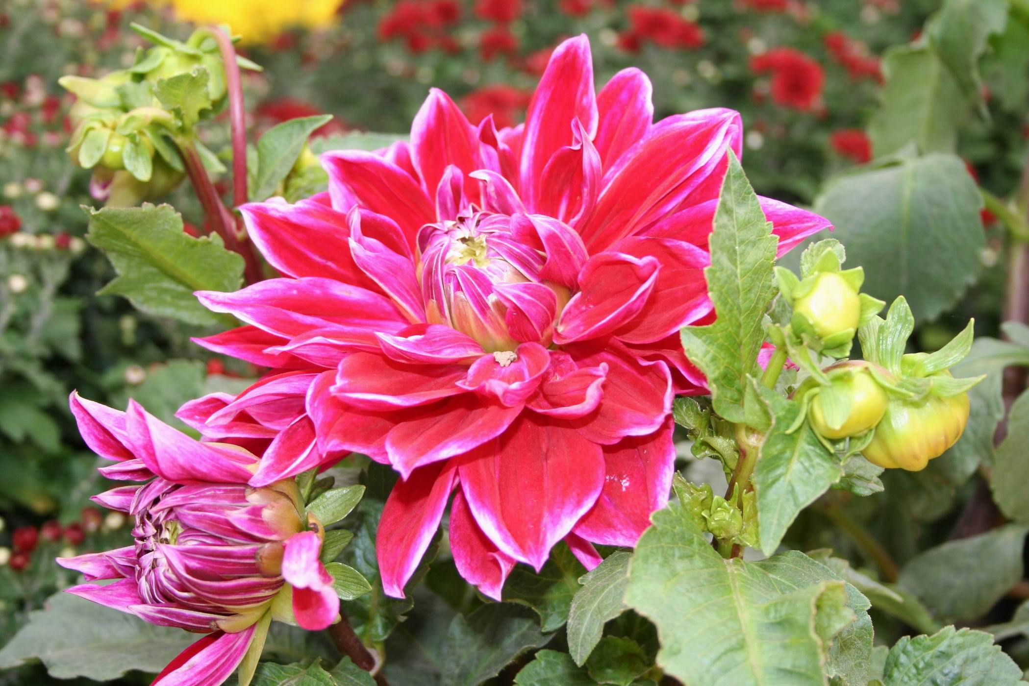 花儿