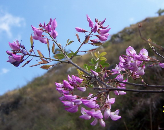 山花