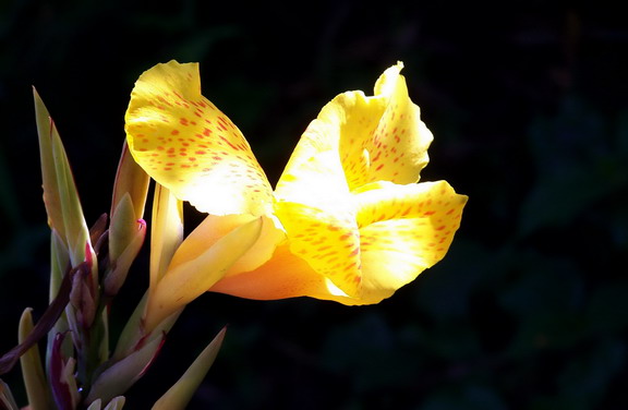 山花