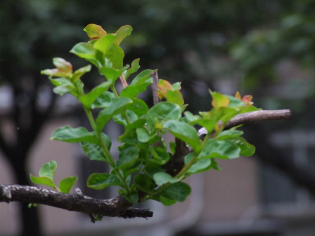 晚萌的芽