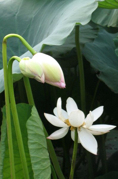 恋