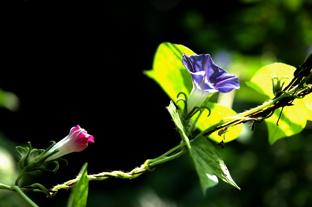 【原创】晌午时分赏牵牛花！