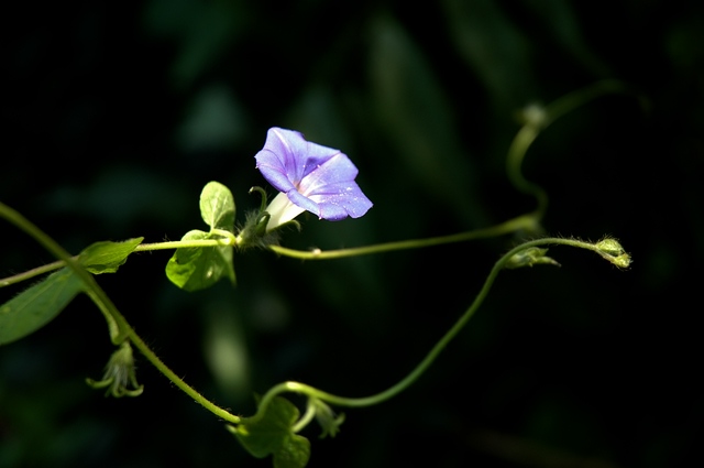 【原创】晌午时分赏牵牛花！