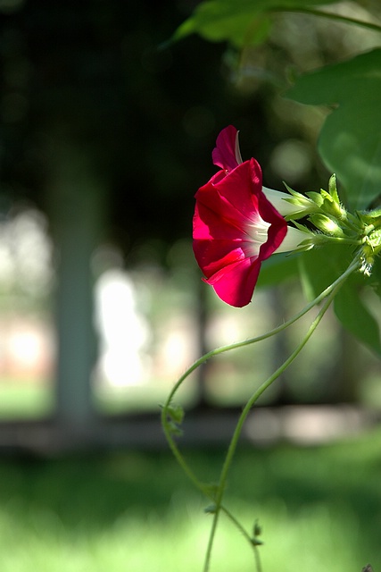 【原创】晌午时分赏牵牛花！