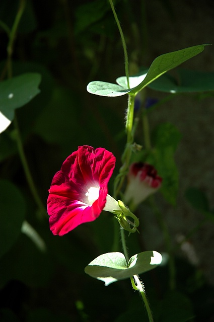 【原创】晌午时分赏牵牛花！
