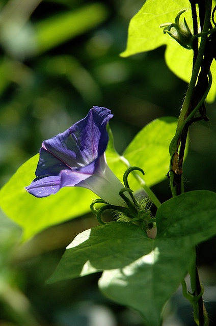 【原创】晌午时分赏牵牛花！