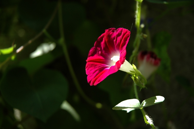 【原创】晌午时分赏牵牛花！