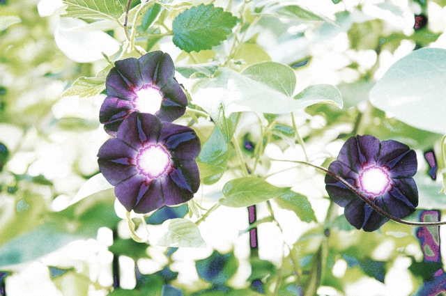 【原创】晌午时分赏牵牛花！