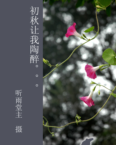 初秋的牵牛令我陶醉