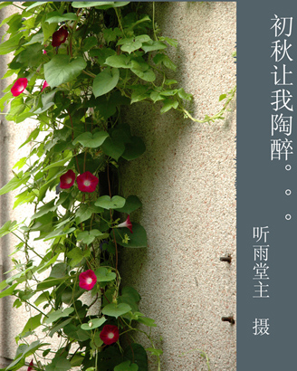 初秋的牵牛令我陶醉