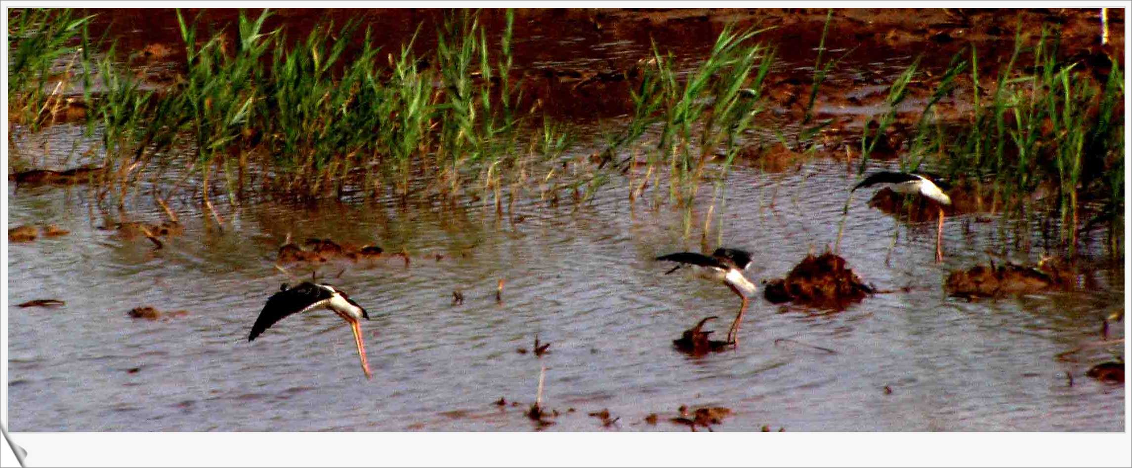 [原创]湿地的鸟