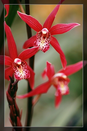 一组花卉