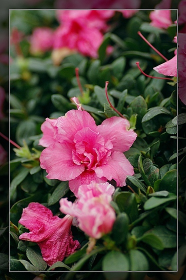 一组花卉