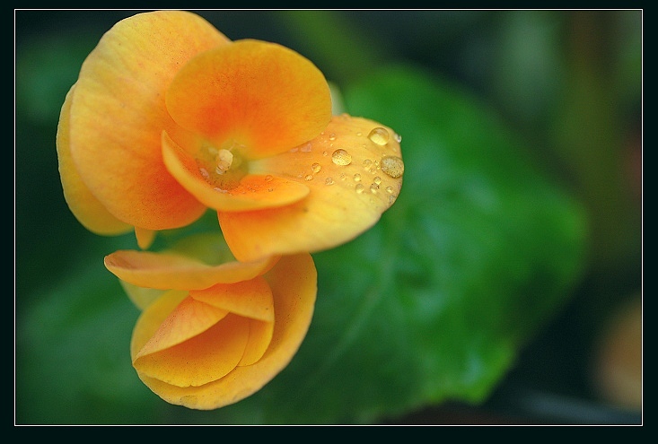 一组花卉