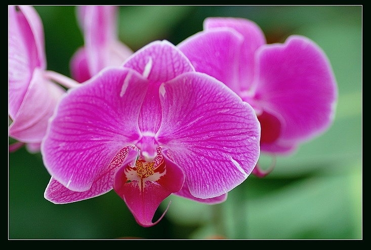 一组花卉