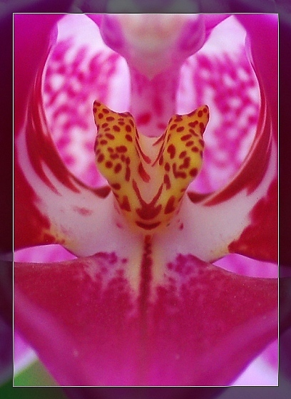 一组花卉