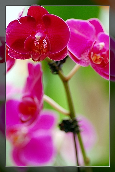 一组花卉