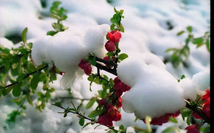 [原创]雪里红
